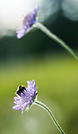 BB 15 0188 / Bombus jonellus / Lynghumle <br /> Knautia arvensis / Rødknapp